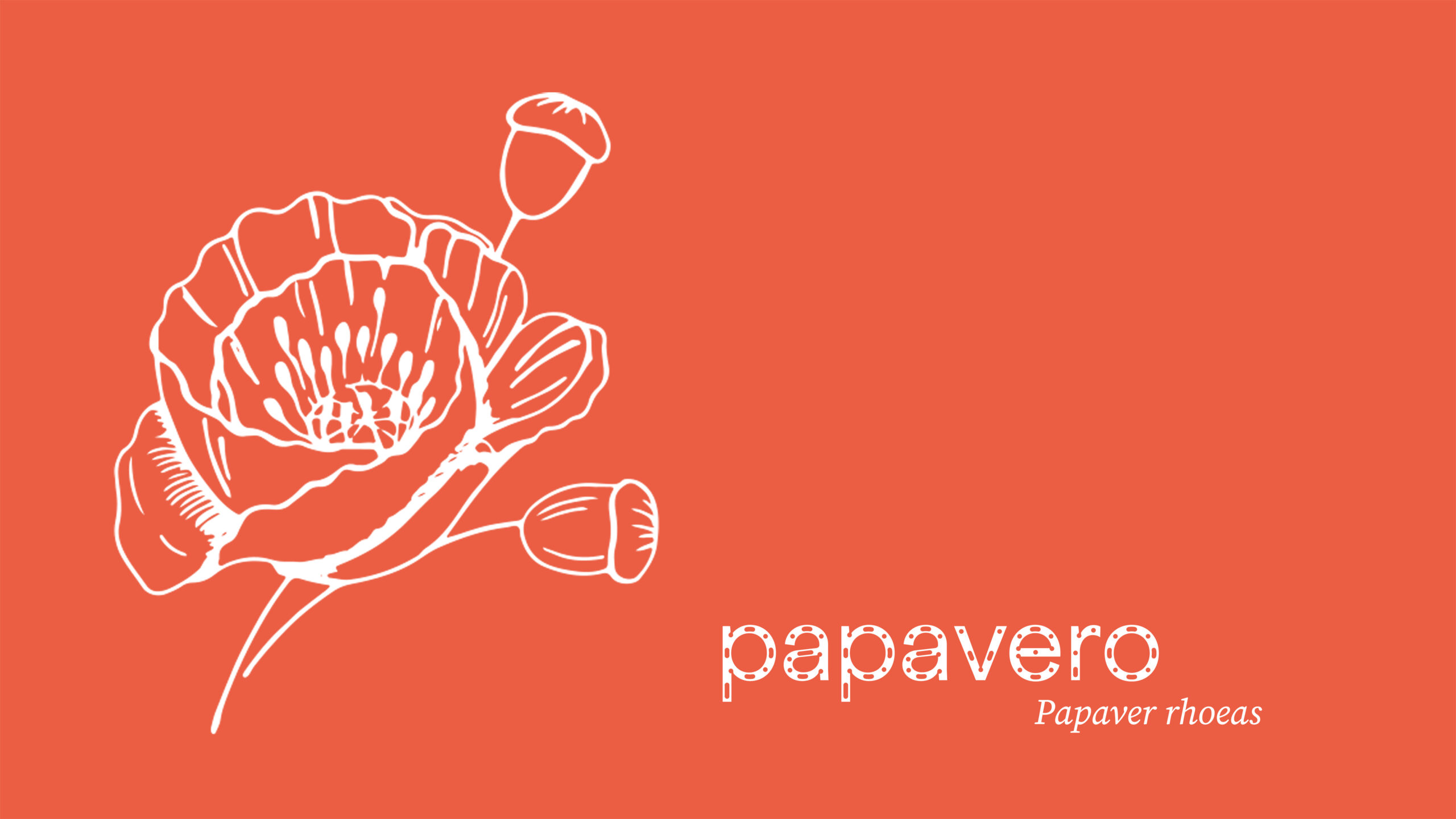 papavero