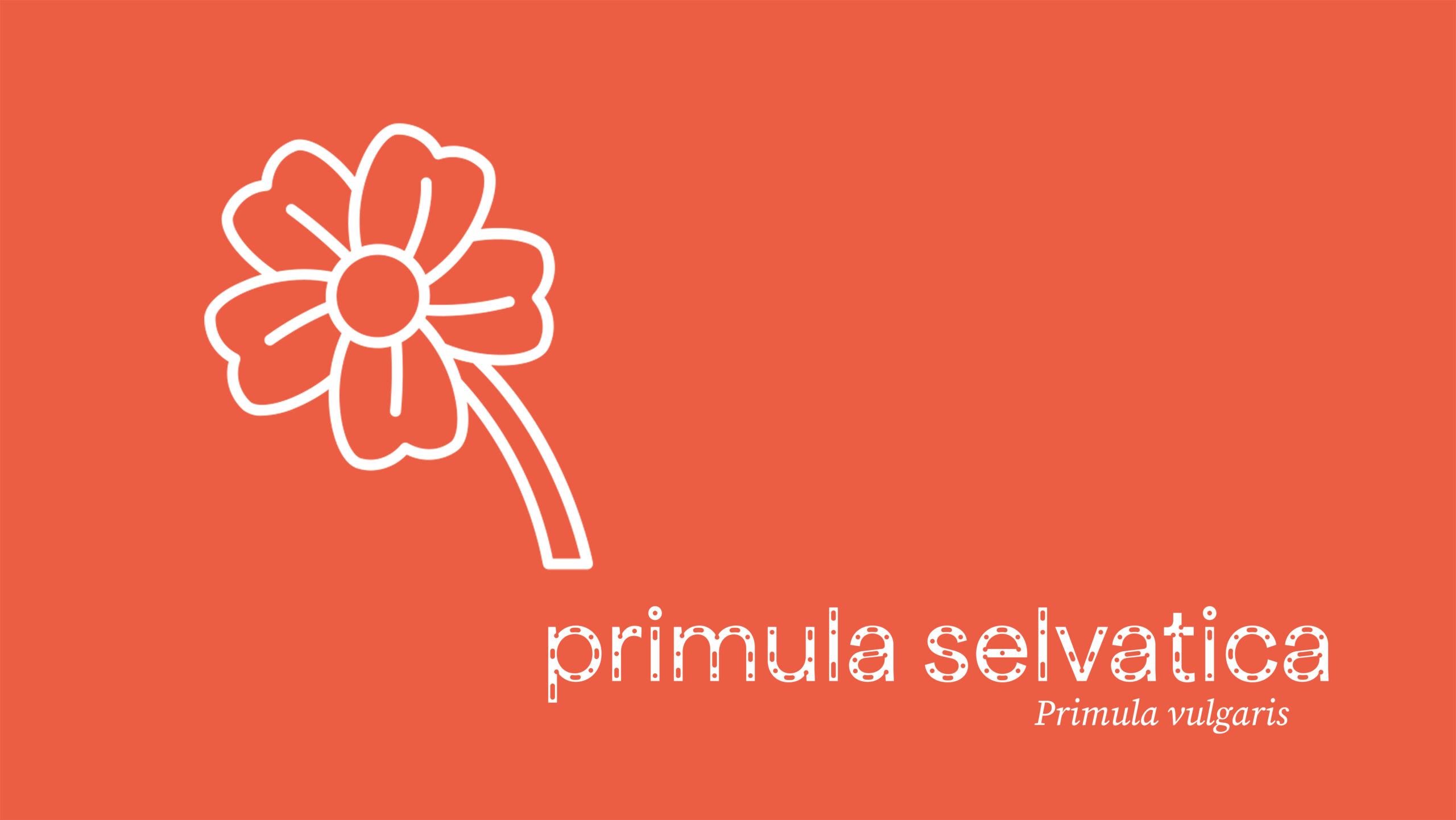 primula selvatica