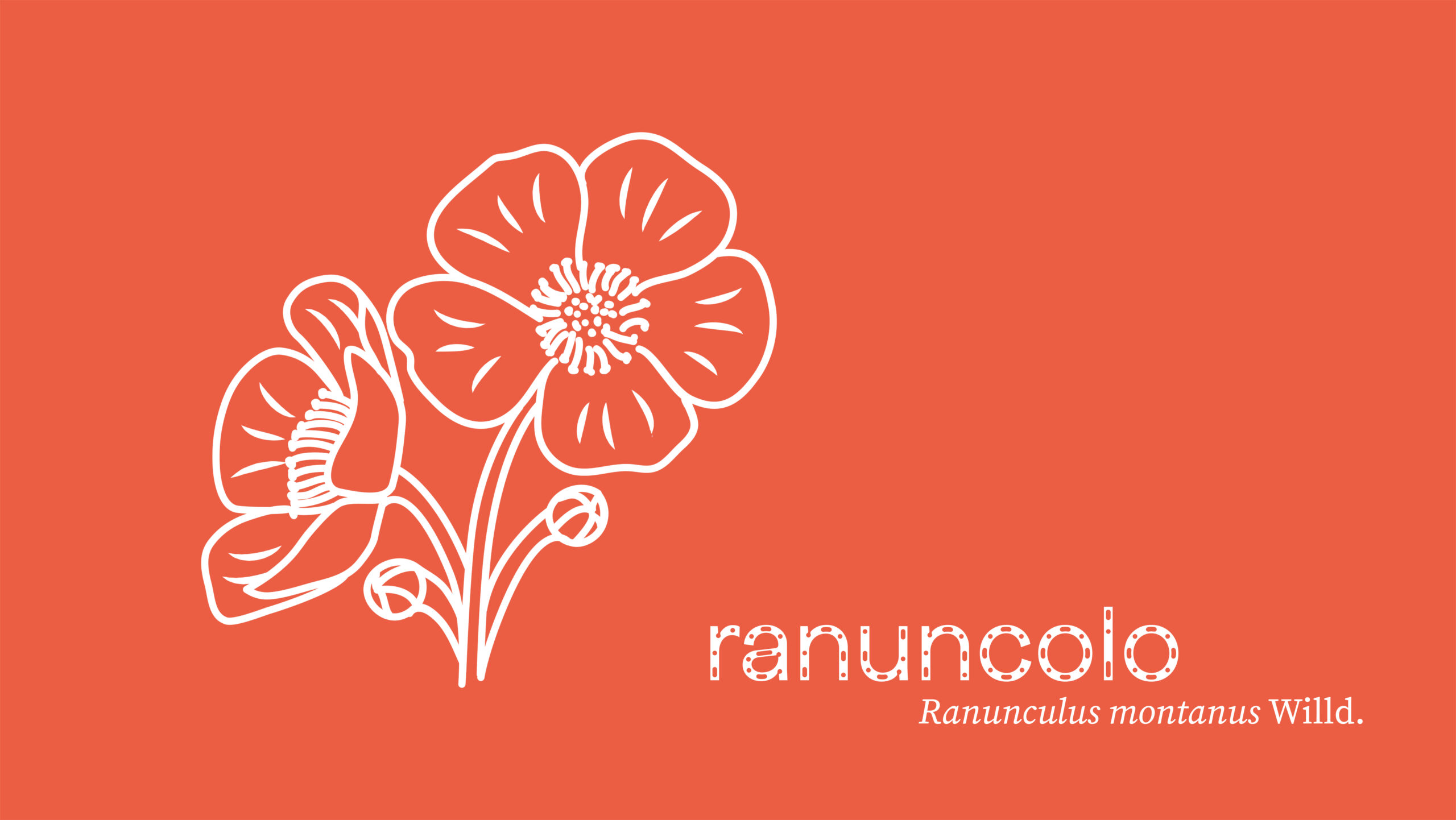 ranuncolo