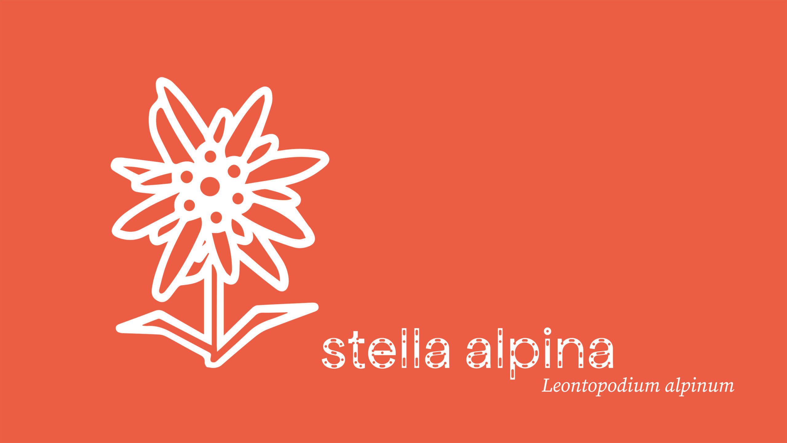 stella alpina