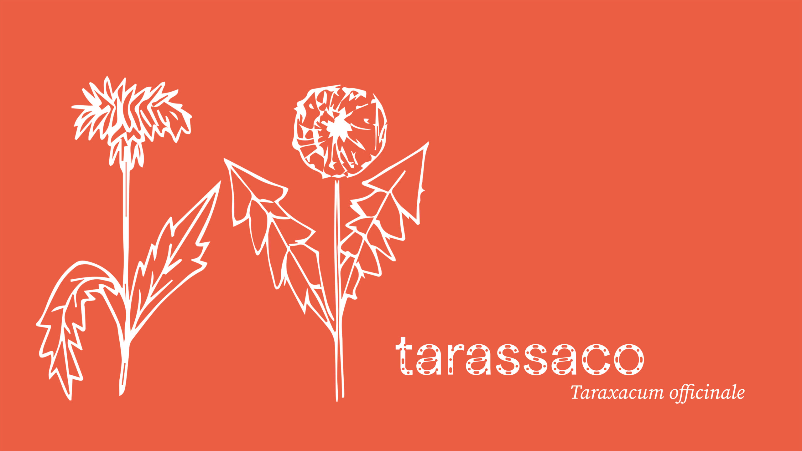 tarassaco
